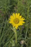 Compass Plant, Silphium laciniatum