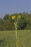 Compass Plant, Silphium laciniatum