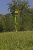 Compass Plant, Silphium laciniatum