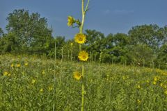 Compass Plant, Silphium laciniatum