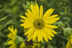 Compass Plant, Silphium laciniatum