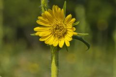 Compass Plant, Silphium laciniatum