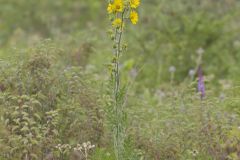 Compass Plant, Silphium laciniatum