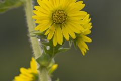 Compass Plant, Silphium laciniatum