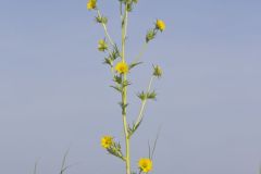 Compass Plant, Silphium laciniatum