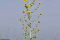 Compass Plant, Silphium laciniatum