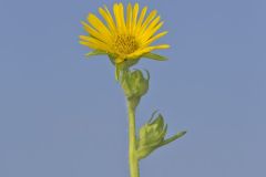 Compass Plant, Silphium laciniatum