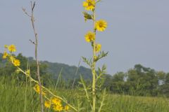 Compass Plant, Silphium laciniatum