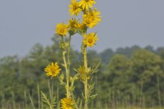 Compass Plant, Silphium laciniatum