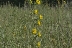 Compass Plant, Silphium laciniatum