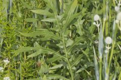 Compass Plant, Silphium laciniatum