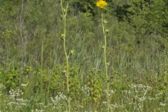 Compass Plant, Silphium laciniatum