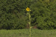Compass Plant, Silphium laciniatum