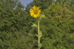 Compass Plant, Silphium laciniatum