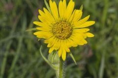 Compass Plant, Silphium laciniatum