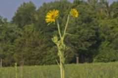 Compass Plant, Silphium laciniatum