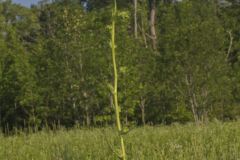 Compass Plant, Silphium laciniatum