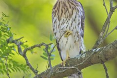 Coopers Hawk, Accipiter cooperii