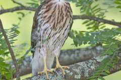 Coopers Hawk, Accipiter cooperii