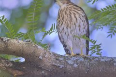 Coopers Hawk, Accipiter cooperii