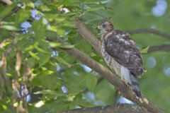 Coopers Hawk, Accipiter cooperii