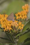 Coral Hairstreak, Satyrium titus