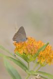Coral Hairstreak, Satyrium titus