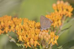 Coral Hairstreak, Satyrium titus
