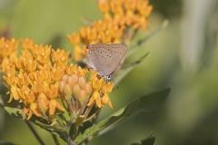 Coral Hairstreak, Satyrium titus