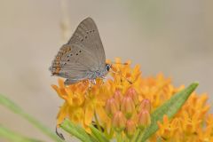 Coral Hairstreak, Satyrium titus