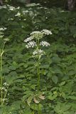 Cow Parsnip, Heracleum maximum