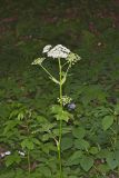 Cow Parsnip, Heracleum maximum