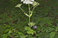 Cow Parsnip