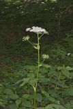 Cow Parsnip, Heracleum maximum