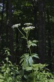 Cow Parsnip, Heracleum maximum