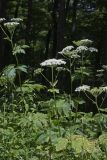 Cow Parsnip, Heracleum maximum