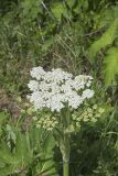 Cow Parsnip, Heracleum maximum