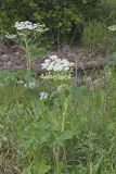Cow Parsnip, Heracleum maximum