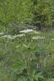 Cow Parsnip, Heracleum maximum