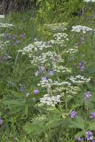 Cow Parsnip, Heracleum maximum