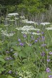 Cow Parsnip, Heracleum maximum