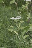 Cow Parsnip, Heracleum maximum