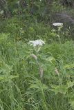 Cow Parsnip, Heracleum maximum