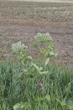 Cow Parsnip, Heracleum maximum