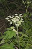 Cow Parsnip, Heracleum maximum