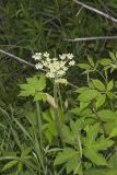 Cow Parsnip, Heracleum maximum