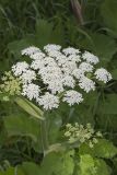Cow Parsnip, Heracleum maximum