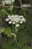 Cow Parsnip, Heracleum maximum