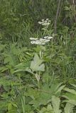 Cow Parsnip, Heracleum maximum