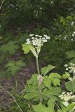Cow Parsnip, Heracleum maximum